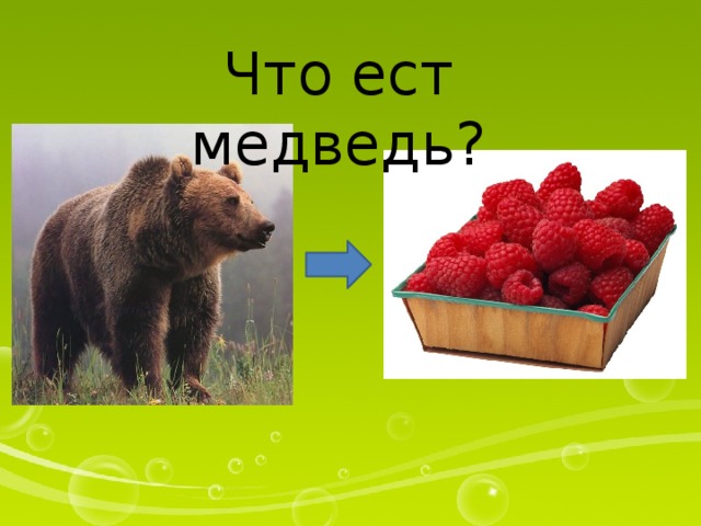 Что ест медведь?
