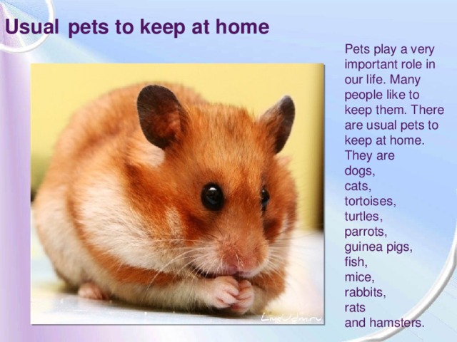 Usual  pets to keep at home Pets play a very important role in our life. Many people like to keep them. There are usual pets to keep at home. They are dogs, cats, tortoises, turtles, parrots, guinea pigs, fish, mice, rabbits, rats and hamsters.