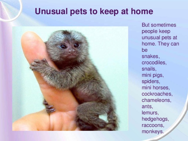 Unusual pets to keep at home But sometimes people keep unusual pets at home. They can be snakes, crocodiles, snails, mini pigs, spiders, mini horses, cockroaches, chameleons, ants, lemurs, hedgehogs, raccoons, monkeys.