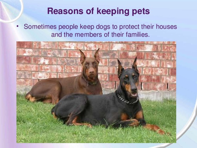 Reasons of keeping pets