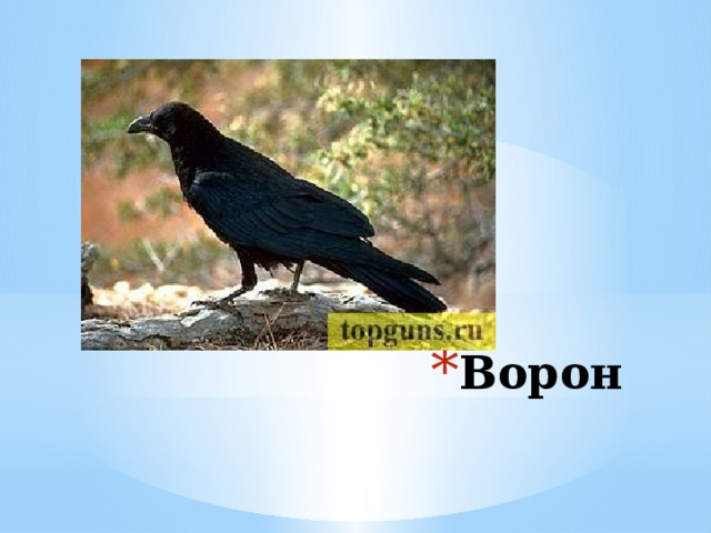 Ворон