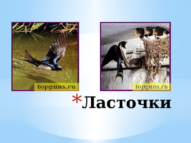 Ласточки