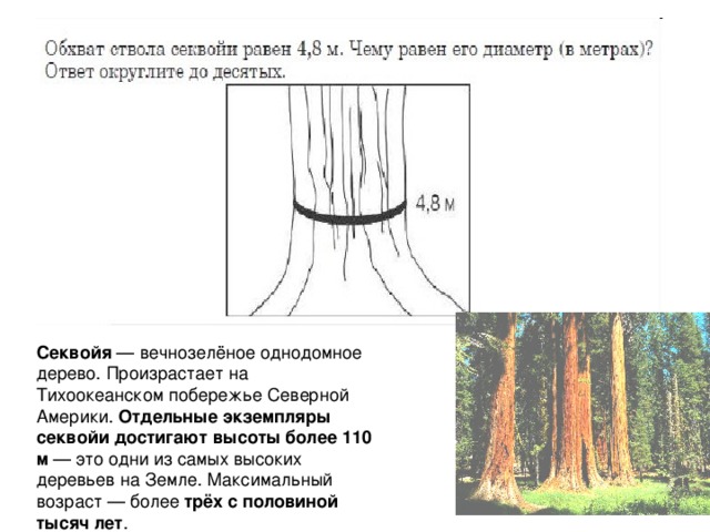 Секвойя — вечнозелёное однодомное дерево. Произрастает на Тихоокеанском побережье Северной Америки. Отдельные экземпляры секвойи достигают высоты более 110 м — это одни из самых высоких деревьев на Земле. Максимальный возраст — более трёх с половиной тысяч лет .