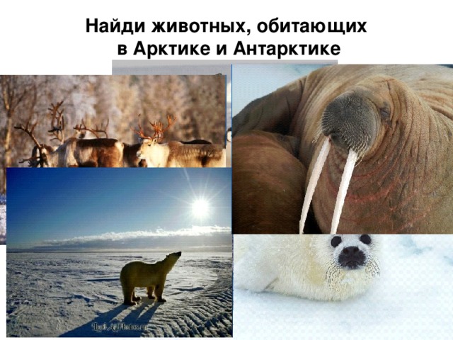 Найди животных, обитающих  в Арктике и Антарктике