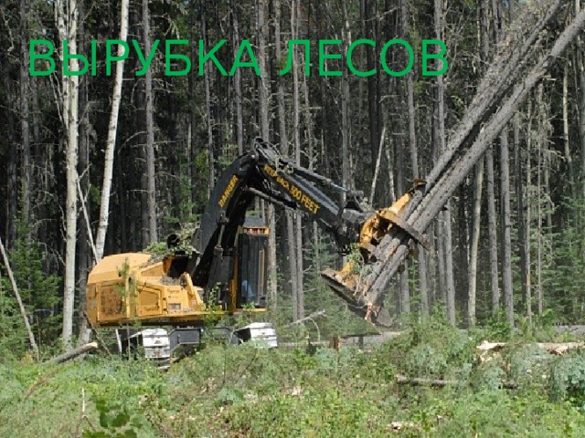 Вырубка лесов