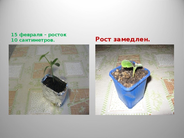 15 февраля – росток 10 сантиметров. Рост замедлен.