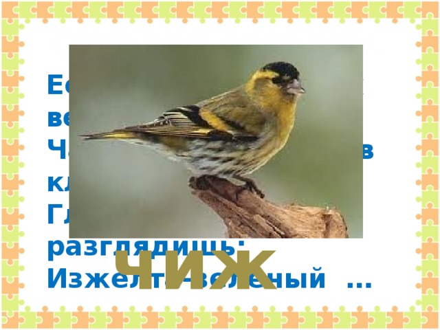 Отгадай загадку. Ест, висит на тонких ветках, Часто дети держат в клетках, Глянь-ка, коли разглядишь: Изжелта-зелёный … чиж