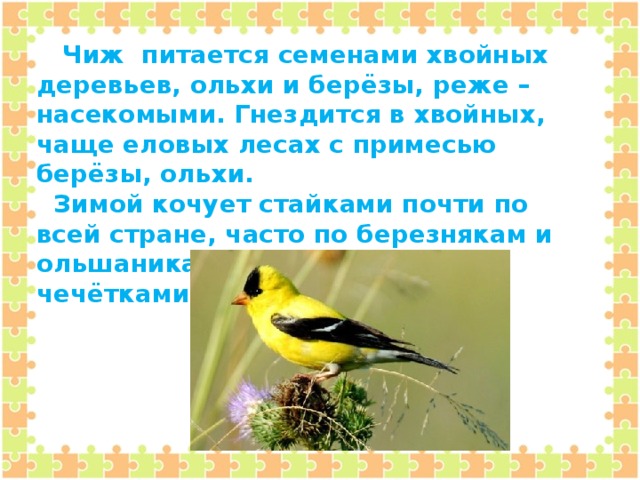 Чиж питается семенами хвойных деревьев, ольхи и берёзы, реже – насекомыми. Гнездится в хвойных, чаще еловых лесах с примесью берёзы, ольхи.  Зимой кочует стайками почти по всей стране, часто по березнякам и ольшаникам, иногда вместе с чечётками. Зимует в Европе.