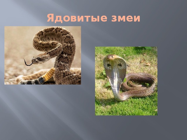 Ядовитые змеи