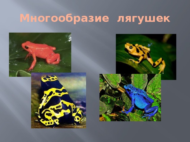 Многообразие лягушек