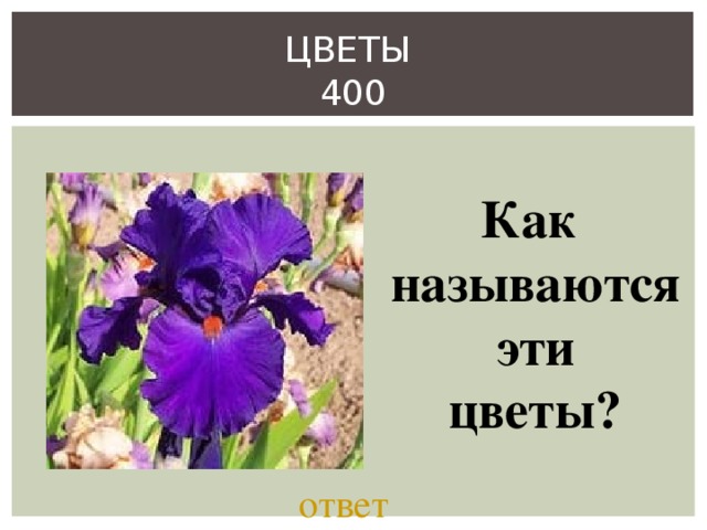 ЦВЕТЫ  400 Как называются  эти цветы? ответ