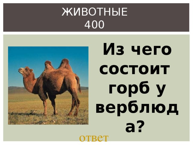 ЖИВОТНЫЕ  400 Из чего состоит горб у верблюда?   ответ