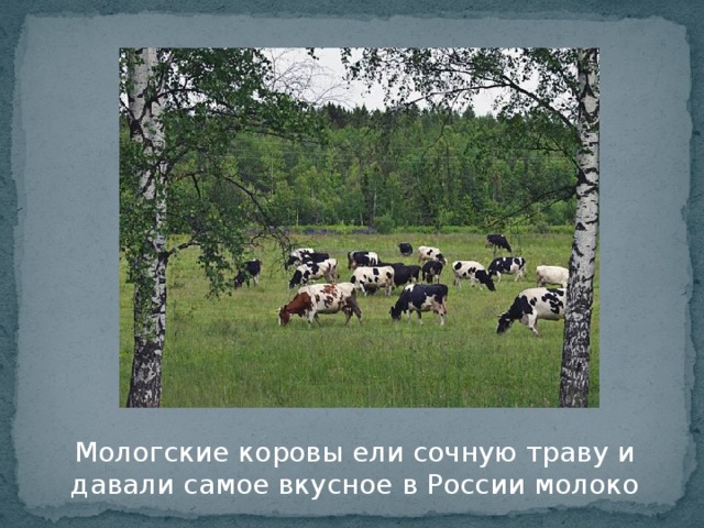 Мологские коровы ели сочную траву и давали самое вкусное в России молоко