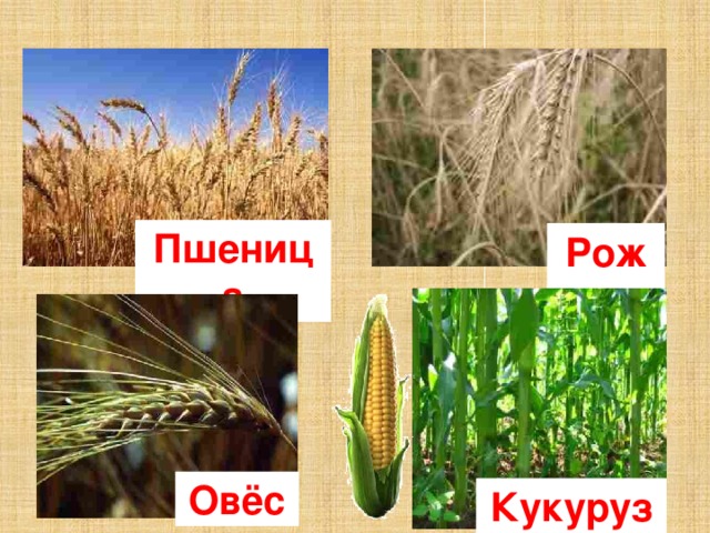 Пшеница Рожь Овёс Кукуруза