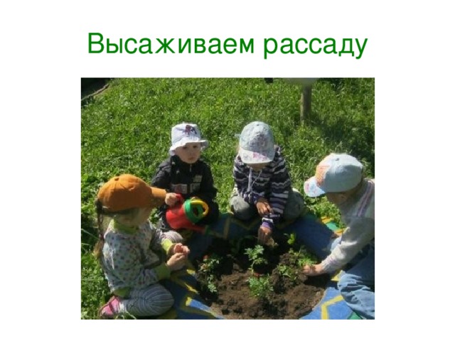 Высаживаем рассаду