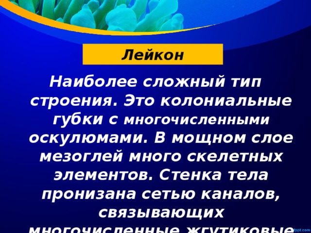 Лейкон Наиболее сложный тип строения. Это колониальные губки с многочисленными оскулюмами. В мощном слое мезоглей много скелетных элементов. Стенка тела пронизана сетью каналов, связывающих многочисленные жгутиковые камеры