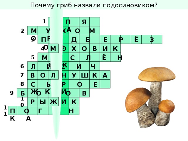 Почему гриб назвали подосиновиком?      О П Я Т А 1   2     М У Х О М О Р         3 П О Д Б Е Р Ё З О В И К      О О Х М В 4 К И         М А С Л Ё Н О К 5  Л И С И Ч К И      6   7 Ш К А В О Н Л У С Ы Р О Е Ж К И  8        9        Б О Р О В И К К И 10 Ы Ж Р П О Г А Н К А        11