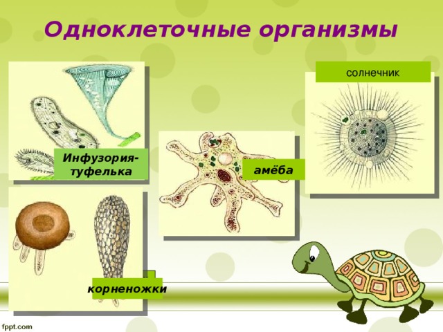 хлорелла Одноклеточные организмы солнечник Инфузория- туфелька амёба корненожки