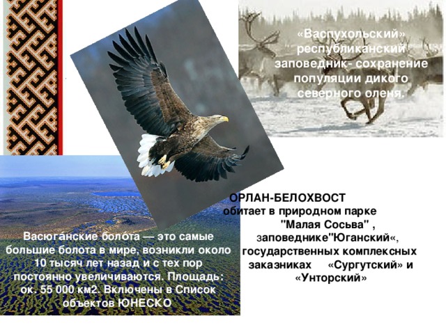 Сохранение заповедников. Государственный природный заказник «Сургутский». Васпухольский заказник на карте. Сургутский заказник ХМАО. Государственный природный заказник «Сургутский» презентация.