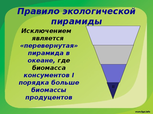 II  Правило экологической пирамиды   Исключением является «перевернутая» пирамида в океане, где биомасса консументов I порядка больше биомассы продуцентов