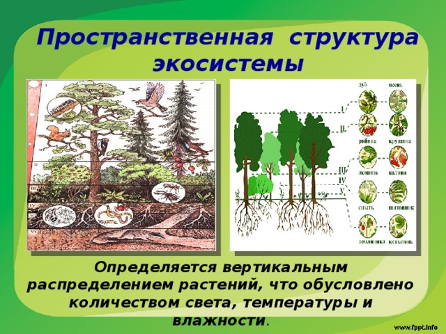 Пространственная структура экосистемы  Определяется вертикальным распределением растений, что обусловлено количеством света, температуры и влажности .