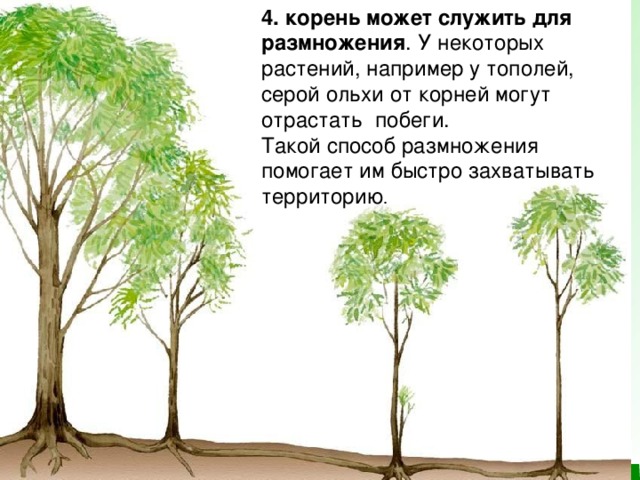 4. корень может служить для размножения . У некоторых растений, например у тополей,  серой ольхи от корней могут отрастать  побеги. Такой способ размножения помогает им быстро захватывать территорию .
