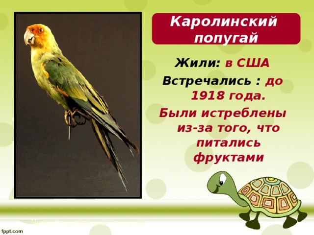 Каролинский попугай Жили: в США Встречались : до 1918 года. Были истреблены из-за того, что питались фруктами   Чучело каролингского попугая