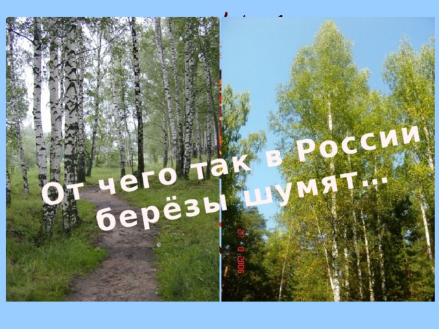 От чего так в России  берёзы шумят…