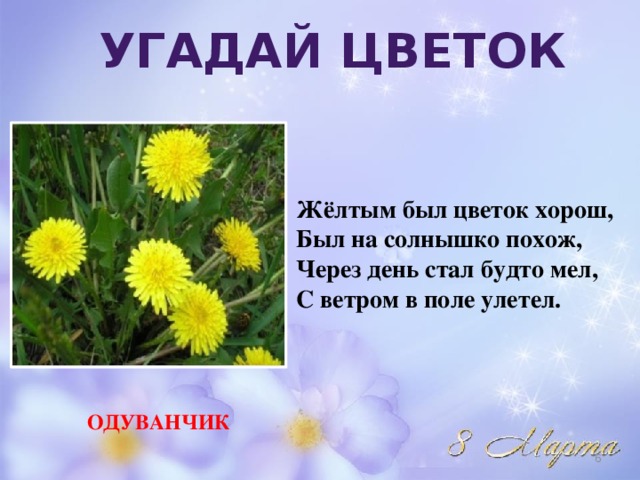 УГАДАЙ ЦВЕТОК Жёлтым был цветок хорош, Был на солнышко похож, Через день стал будто мел, С ветром в поле улетел. ОДУВАНЧИК