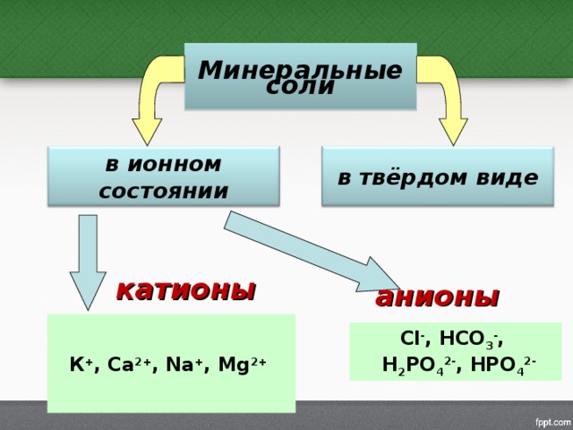 Минеральные соли в ионном состоянии в твёрдом виде катионы  анионы  К + , Ca 2+ , Na + , Mg 2+   С l - , HCO 3 - ,  H 2 PO 4 2- , HPO 4 2-
