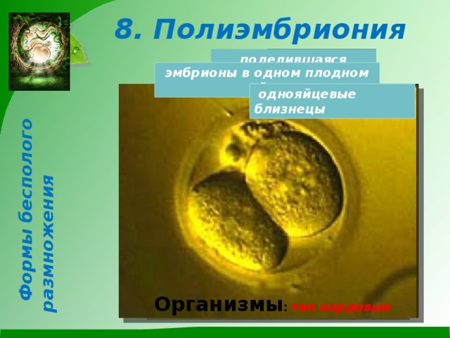 Формы бесполого размножения 8. Полиэмбриония зигота поделившаяся зигота эмбрионы в одном плодном яйце  однояйцевые близнецы Организмы :  тип хордовые