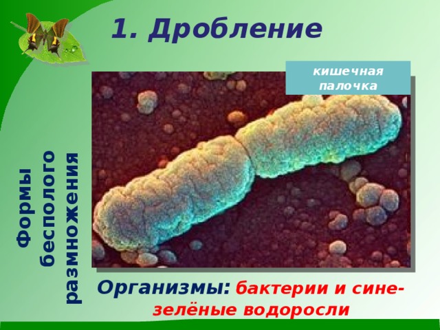 Формы бесполого размножения 1. Дробление кишечная палочка Организмы:  бактерии и сине-зелёные водоросли