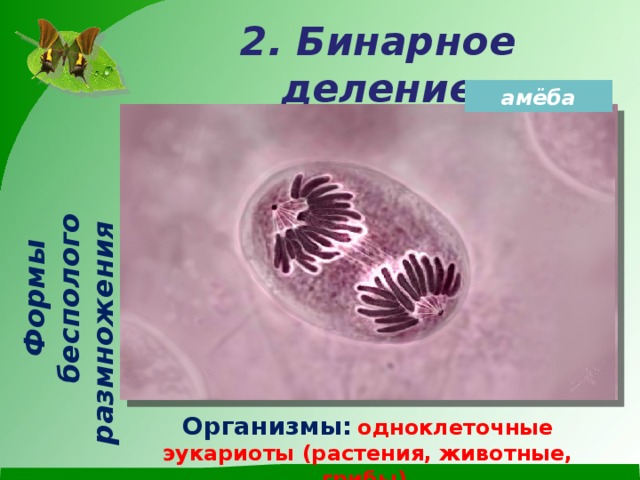 Формы бесполого размножения 2. Бинарное деление амёба Организмы:  одноклеточные эукариоты (растения, животные, грибы)