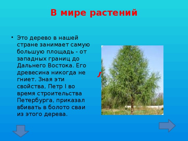 В мире растений   Это дерево в нашей стране занимает самую большую площадь - от западных границ до Дальнего Востока. Его древесина никогда не гниет. Зная эти свойства, Петр I во время строительства Петербурга, приказал вбивать в болото сваи из этого дерева. Лиственница