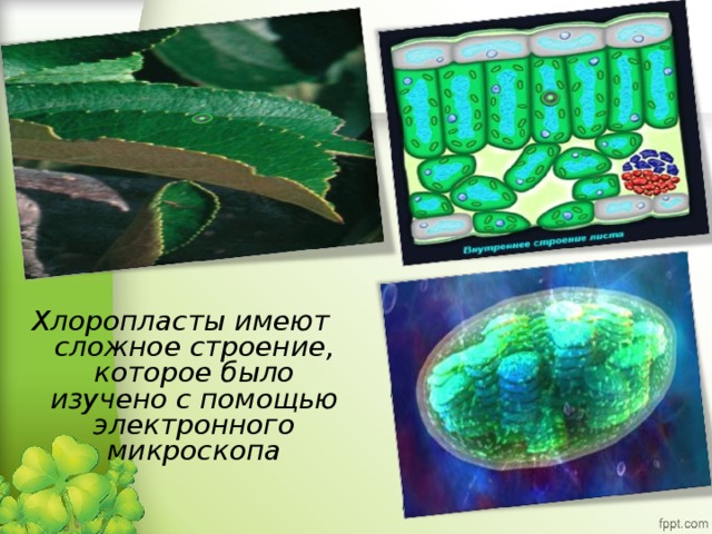 Хлоропласты имеют сложное строение, которое было изучено с помощью электронного микроскопа