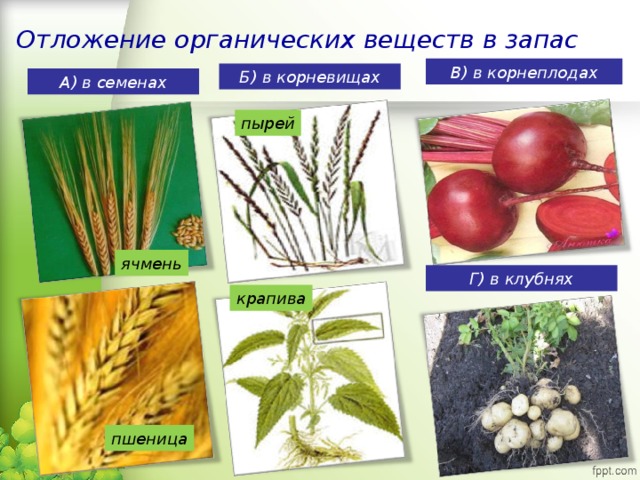 Отложение органических веществ в запас В) в корнеплодах Б) в корневищах А) в семенах пырей ячмень Г) в клубнях крапива пшеница