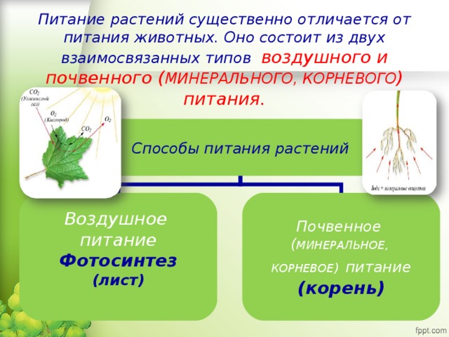 Питание растений существенно отличается от питания животных. Оно состоит из двух взаимосвязанных типов воздушного и почвенного ( МИНЕРАЛЬНОГО, КОРНЕВОГО ) питания. Способы питания растений Воздушное питание Почвенное ( МИНЕРАЛЬНОЕ, КОРНЕВОЕ )  питание Фотосинтез (лист) (корень)