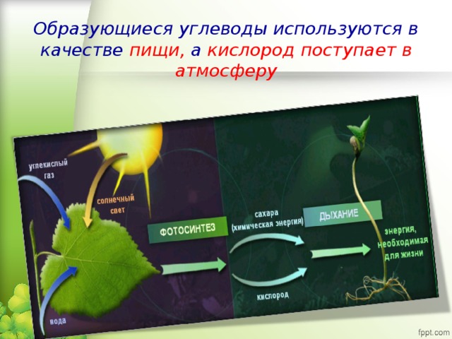 Что такое фотосинтез 5 класс биология кратко. Фотосинтез растений 6 класс биология. Схема фотосинтеза у растений. Процесс фотосинтеза у растений. Процесс фотосинтеза 6 класс биология.