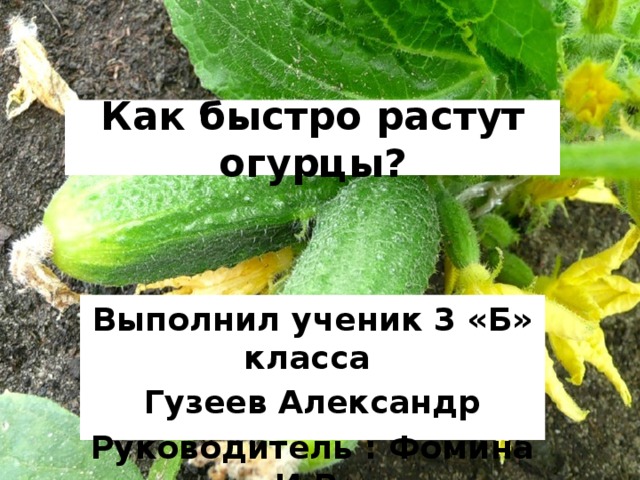 Как быстро растут огурцы? Выполнил ученик 3 «Б» класса Гузеев Александр Руководитель : Фомина И.В.