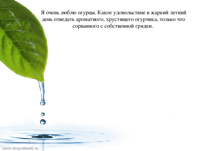 Я очень люблю огурцы. Какое удовольствие в жаркий летний день отведать ароматного, хрустящего огурчика, только что сорванного с собственной грядки.