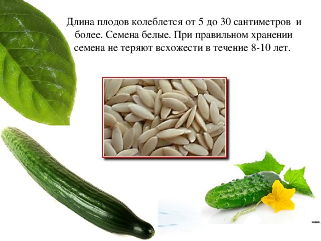 Длина плодов колеблется от 5 до 30 сантиметров  и более. Семена белые. При правильном хранении семена не теряют всхожести в течение 8-10 лет.