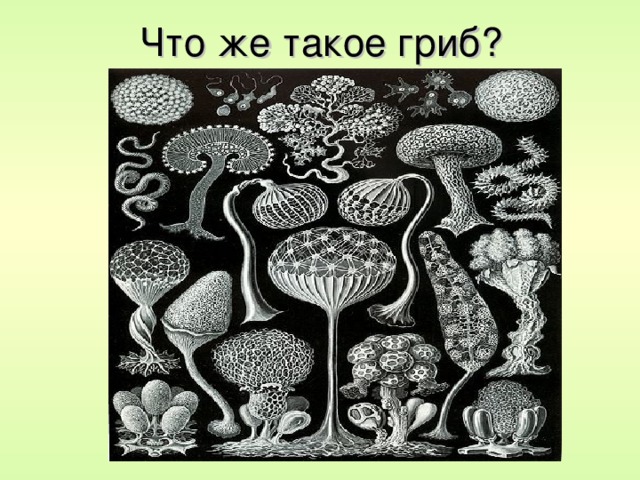 Что же такое гриб?