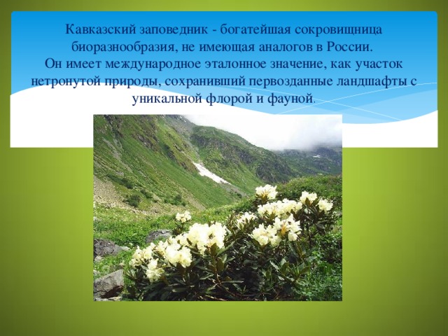Кавказский заповедник - богатейшая сокровищница биоразнообразия, не имеющая аналогов в России.   Он имеет международное эталонное значение, как участок нетронутой природы, сохранивший первозданные ландшафты с уникальной флорой и фауной .