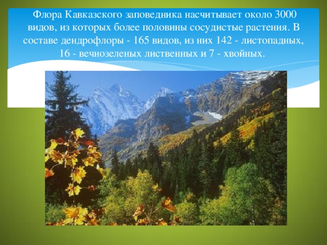 Флора Кавказского заповедника насчитывает около 3000 видов, из которых более половины сосудистые растения. В составе дендрофлоры - 165 видов, из них 142 - листопадных, 16 - вечнозеленых лиственных и 7 - хвойных.