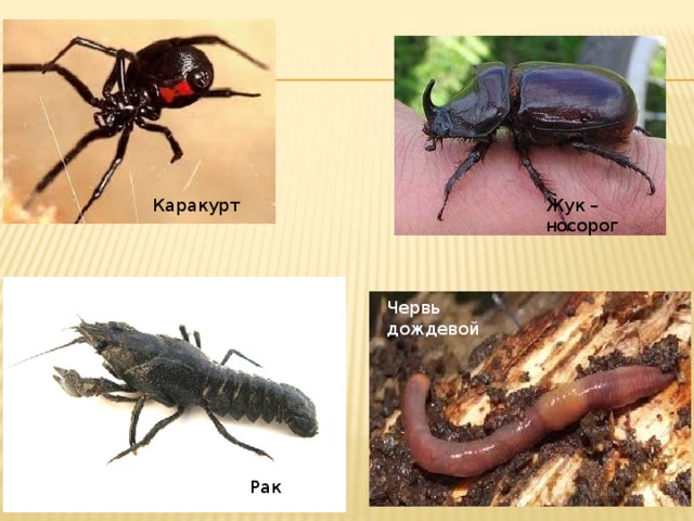 Каракурт Жук – носорог Червь дождевой Рак