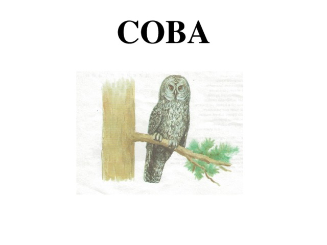 СОВА