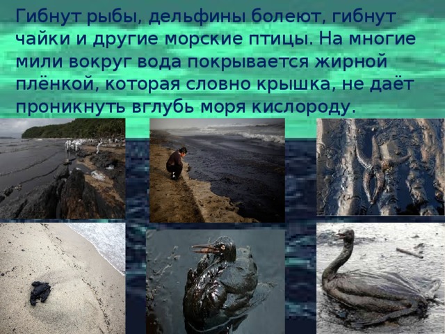 Гибнут рыбы, дельфины болеют, гибнут чайки и другие морские птицы. На многие мили вокруг вода покрывается жирной плёнкой, которая словно крышка, не даёт проникнуть вглубь моря кислороду.