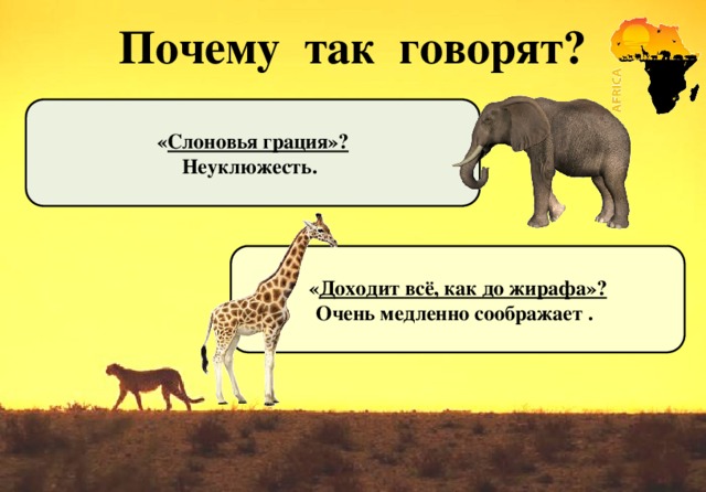 Почему так говорят?    « Слоновья грация»? Неуклюжесть.        « Доходит всё, как до жирафа»? Очень медленно соображает .