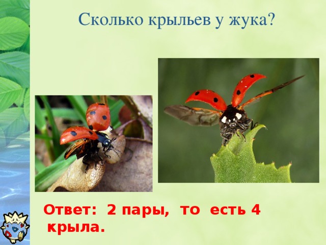 Сколько крыльев у жука?    Ответ: 2 пары, то есть 4 крыла.