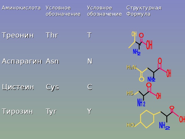Аминокислота Треонин Условное обозначение Аспарагин Thr Условное обозначение Asn T Структурная Формула Цистеин Cys N Тирозин Tyr C Н 2 N Н S Y НО